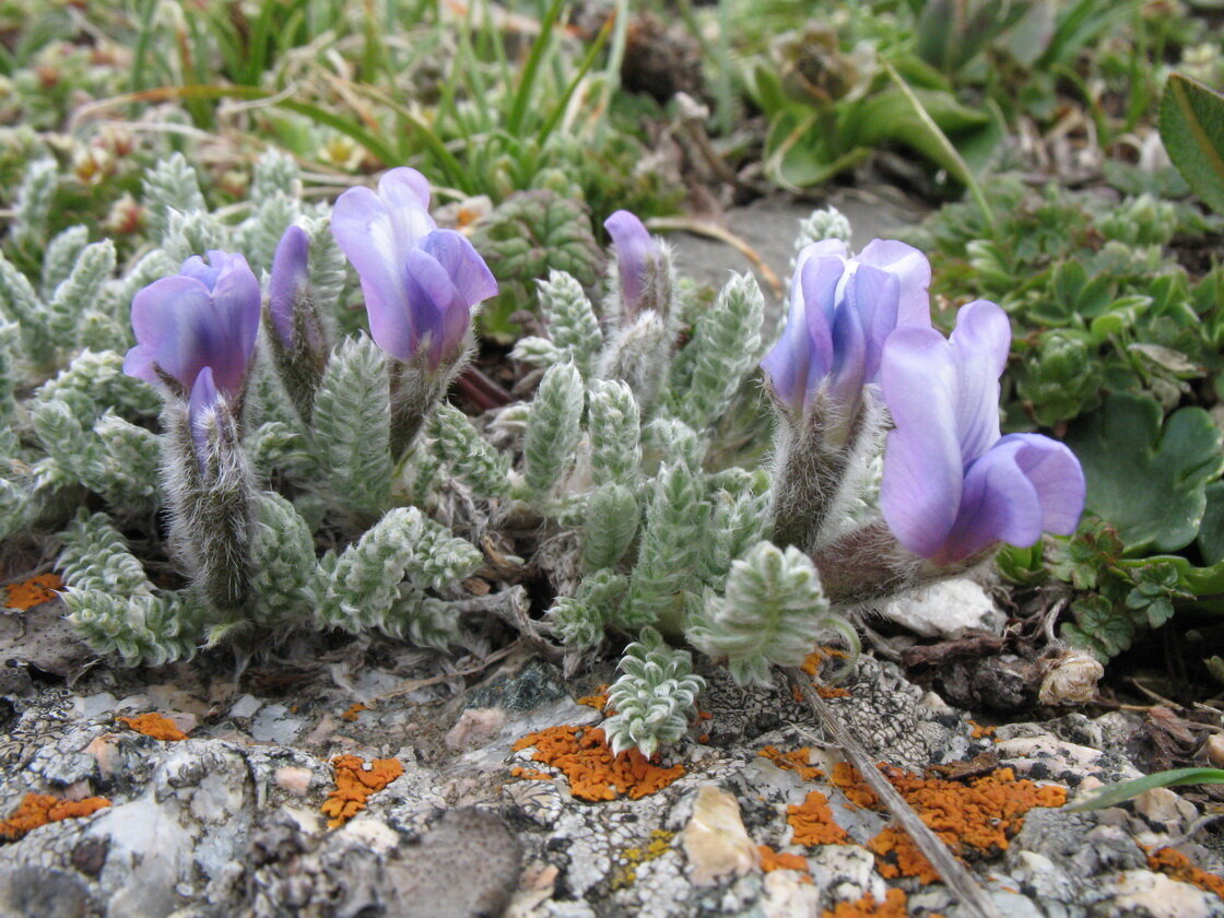 Остролодочник приснеговой (Oxytropis chionobia), автор Владимир Колбинцев, источник: https://www.plantarium.ru/page/image/id/253780.html