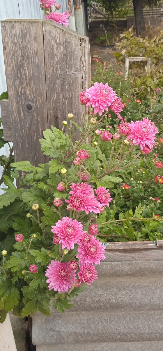 Дубки три недели назад