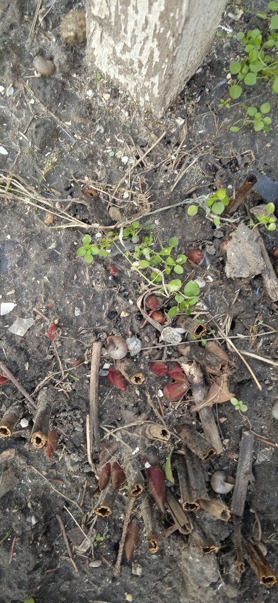 На дворе второе декабря, а пионы собрались зацвести😳