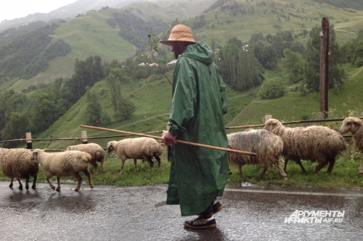    Под Волгоградом пойман пастух, расплатившийся за дорогу краденным ягненком