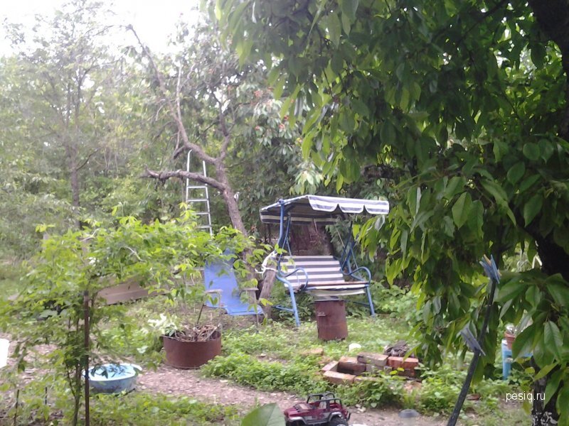 Это мой сад. Один его уголок.