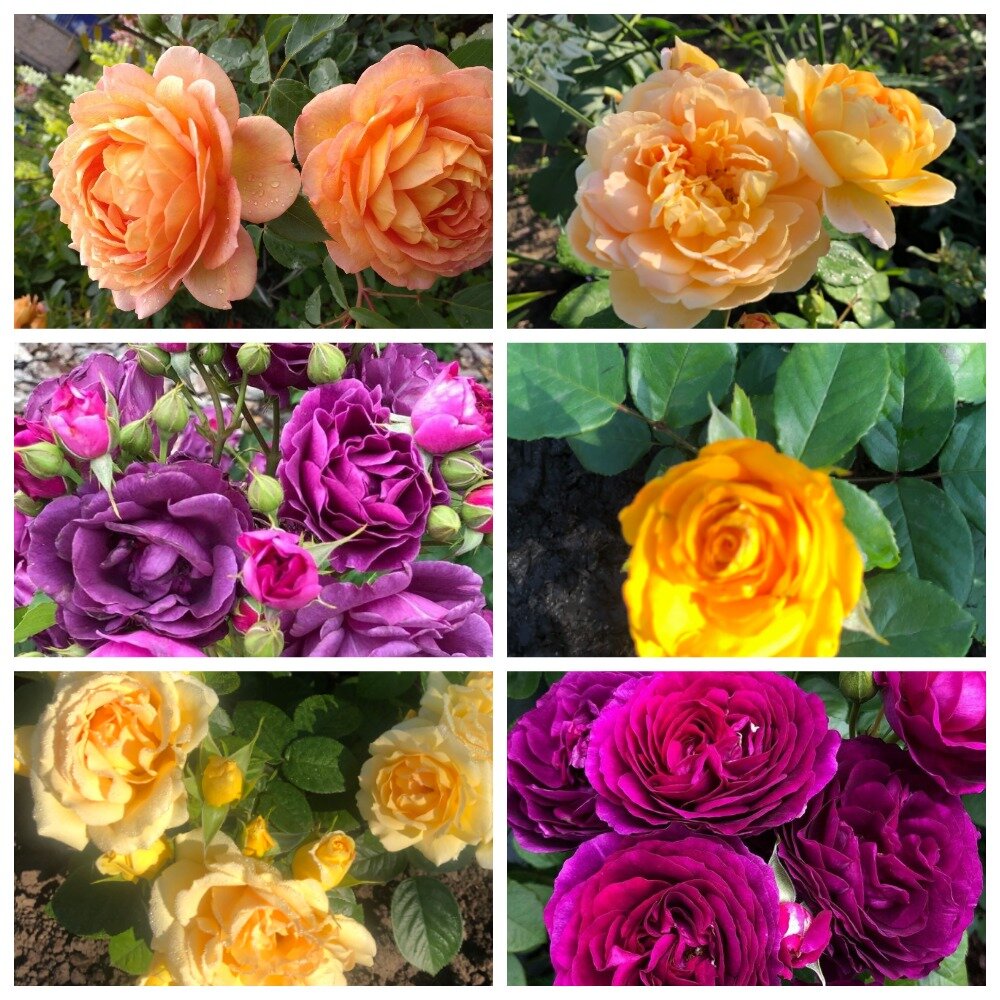 коллаж автора