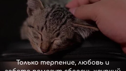 😼Могут ли кошки испытывать ревность