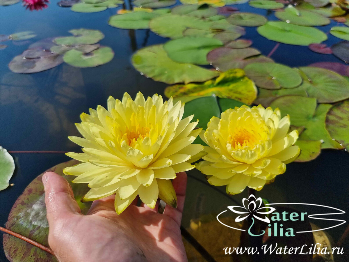 Нимфея Puttaraksa