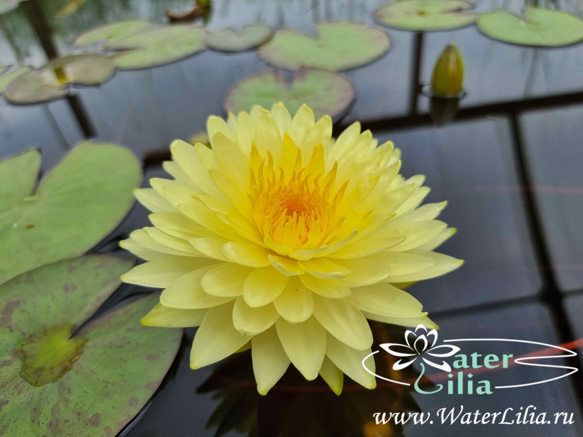 кувшинка Puttaraksa