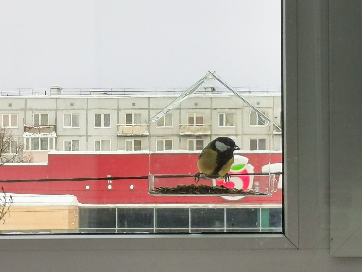 Синица в кормушке