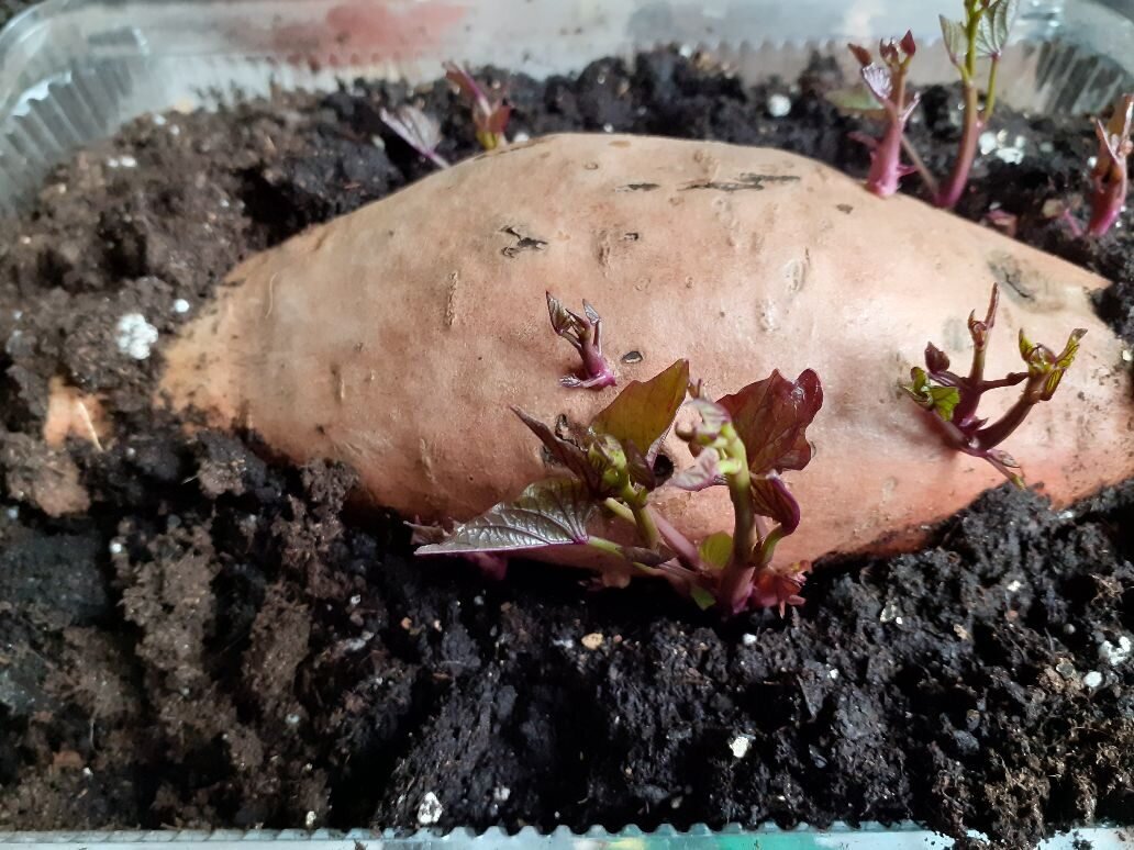 стадии роста( листайте вправо)