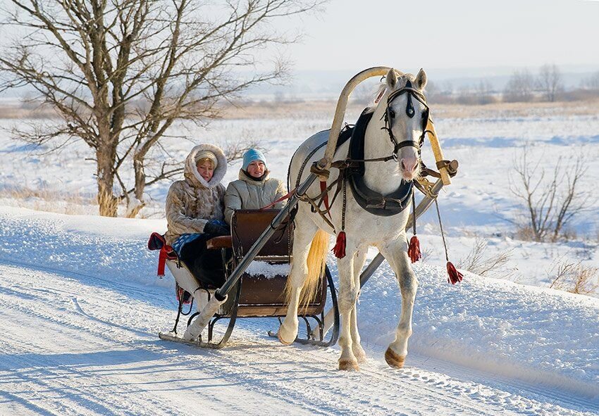 Лошадь запряженная в сани