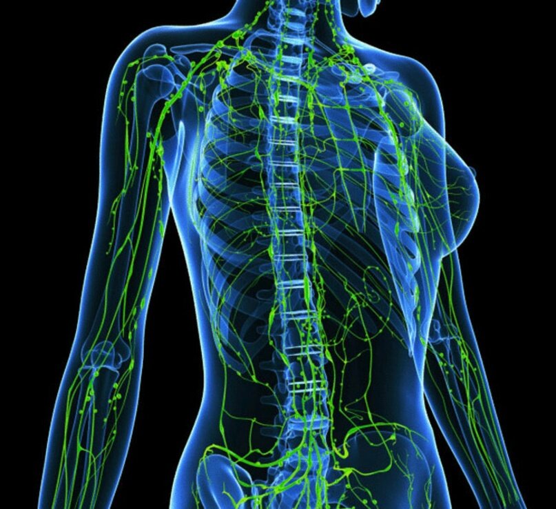 Лимфатическая система