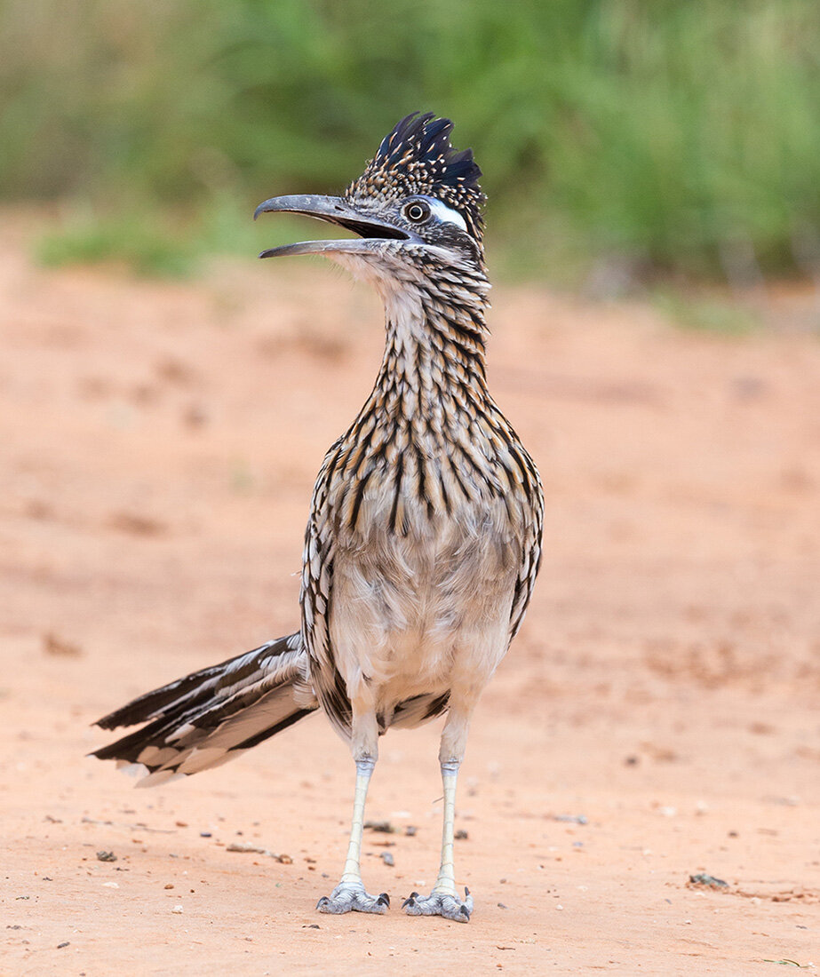 Калифорнийская земляная кукушка