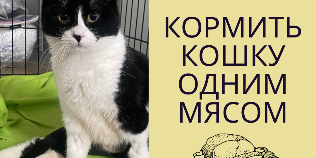 Почему нельзя кормить кошек одним мясом