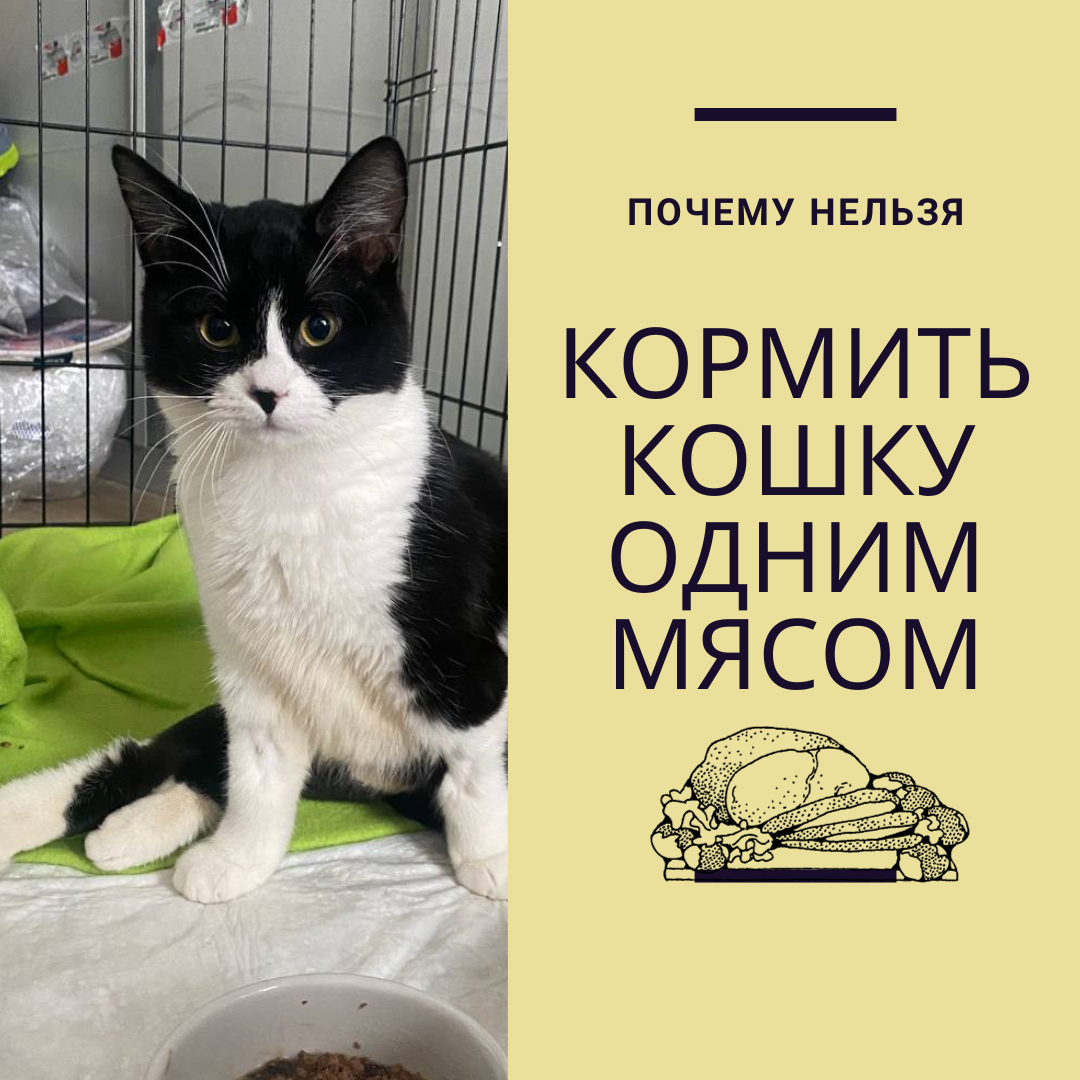 Почему нельзя кормить кошек одним мясом | Дневник кошатницы | Дзен