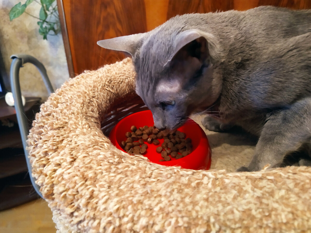 Если у вас нет желания и времени рассчитывать правильный рацион для вашей кошки, то проще и надежнее будет кормить промышленным кормом хорошего качества.