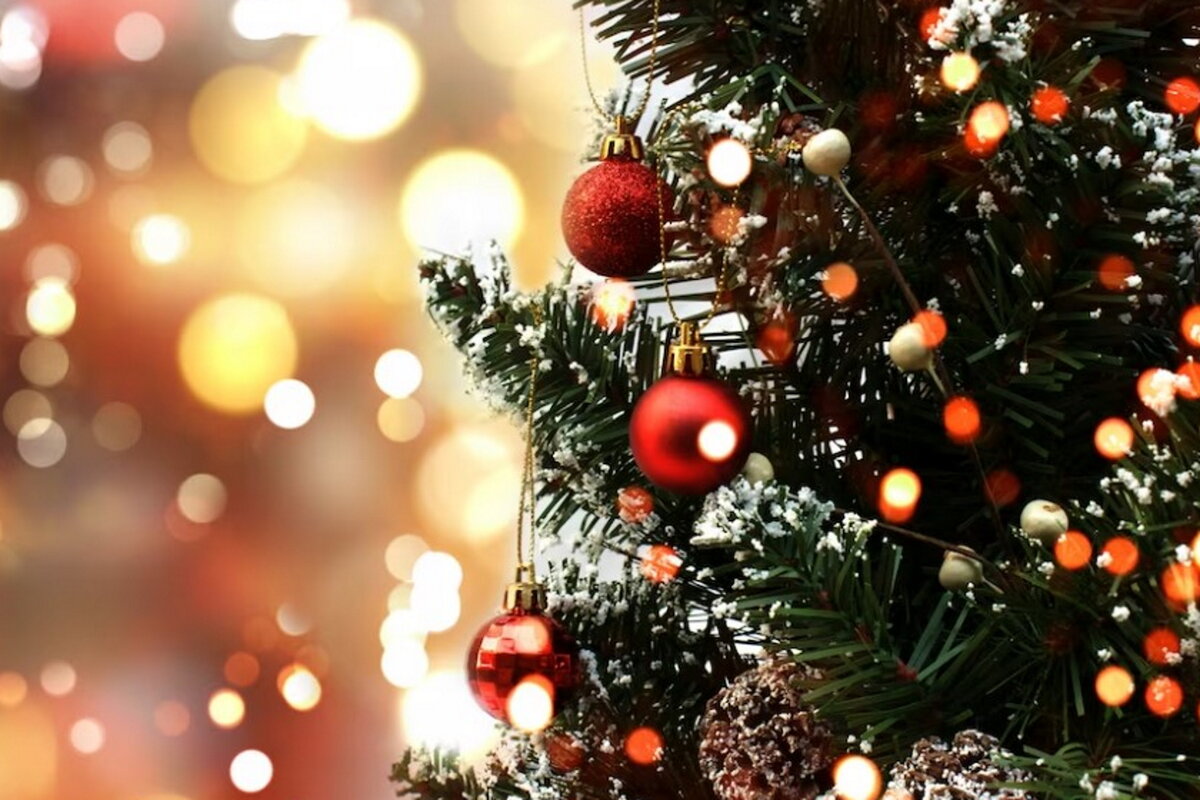     Как правильно поливать елку и в чем угроза от самодельных добавок