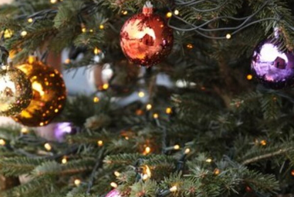    Спиленную елку нужно сразу же ставить в водуФото: freepik.com/author/wirestock