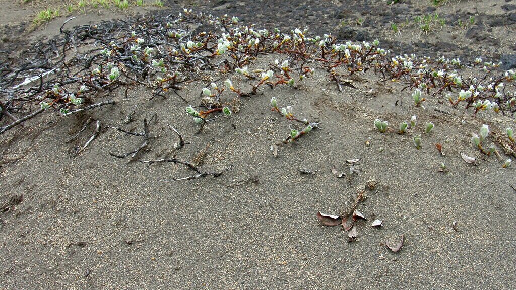 Как думаете, что за палки?😁 Ива арктическая, растёт на тропе Горелого. Там живут растения-карлики!