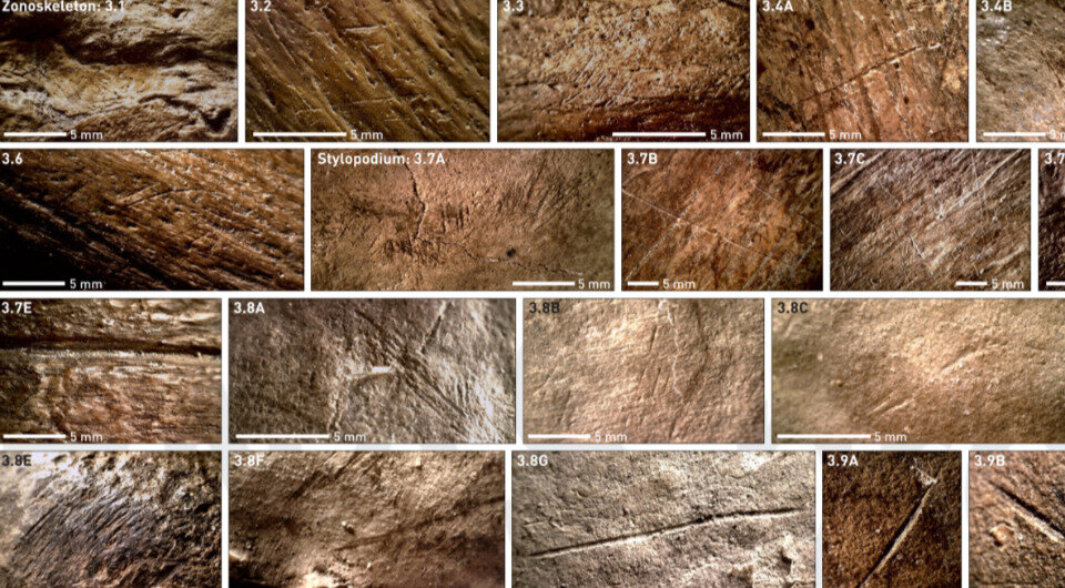   Sabine Gaudzinski-Windheuser et al. / Proceedings of the National Academy of Sciences, 2023
