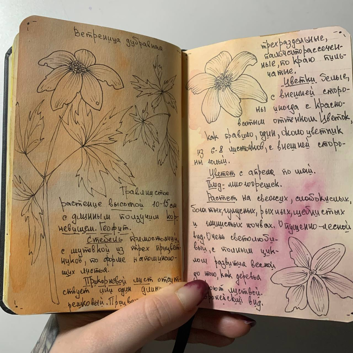 Разворот выполнен автором данного канала.