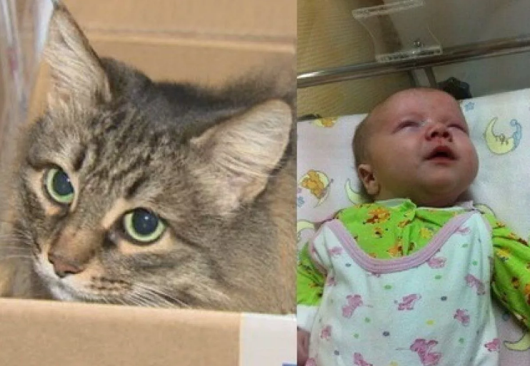 Кошкам редко свойственна ласковость и дружелюбность по отношению к людям. Чаще всего эти животные ведут себя холодно и отстраненно, однако бывают и исключения из правил.-7