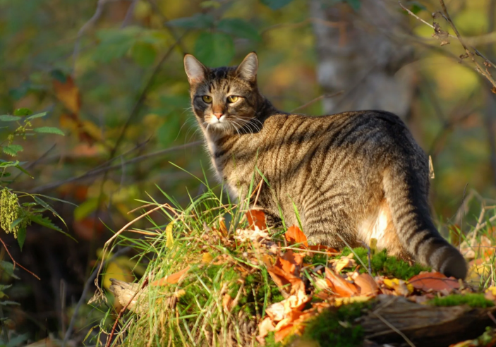Кошкам редко свойственна ласковость и дружелюбность по отношению к людям. Чаще всего эти животные ведут себя холодно и отстраненно, однако бывают и исключения из правил.-4