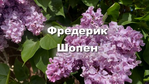 Фредерик Шопен, Ноктюрн До минор, Op.48 №1. Музыка для души