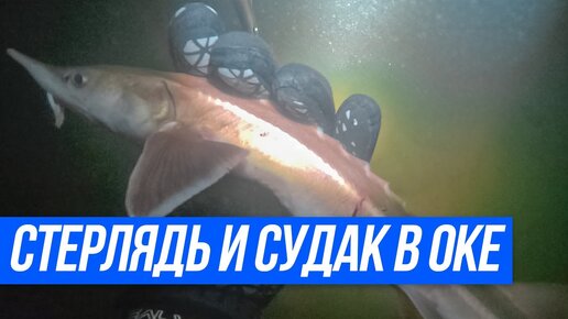 ЛОВИМ СТЕРЛЯДЬ РУКАМИ! Подводная охота на судака на реке Ока | Выходные подвохов в Рязани