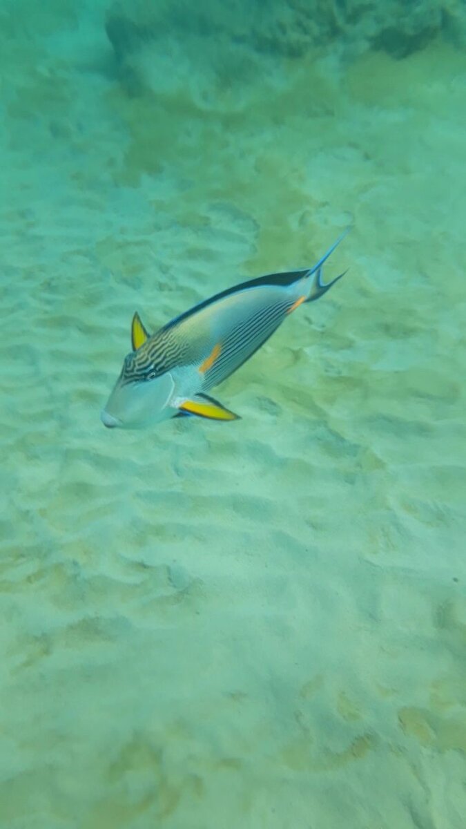 Рыба-хирург, снято в пляжной зоне.