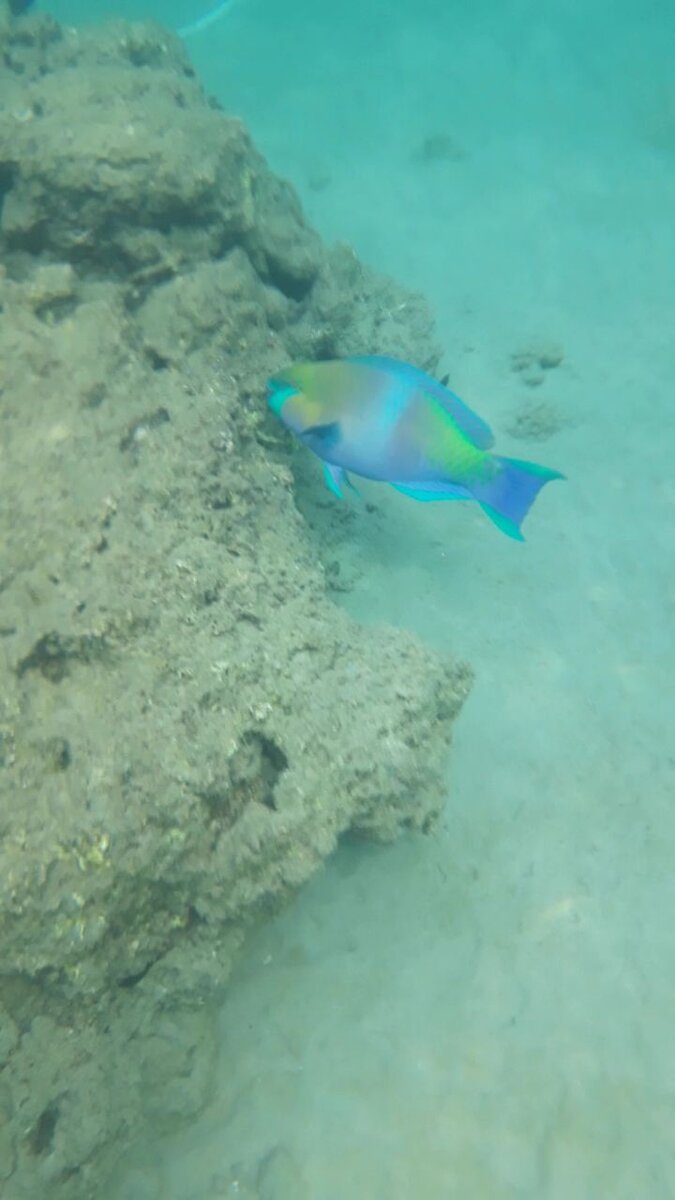 Рыба-попугай, снято в пляжной зоне.