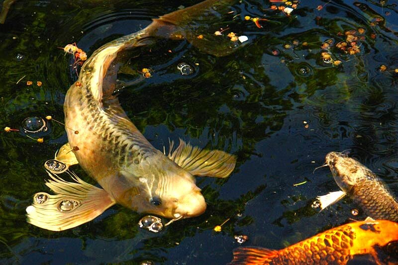 ропшинский карп гибрид. внутреннее строение карпа. куда поднести духовного карпа. карп кои мацуба. карп красноперка.