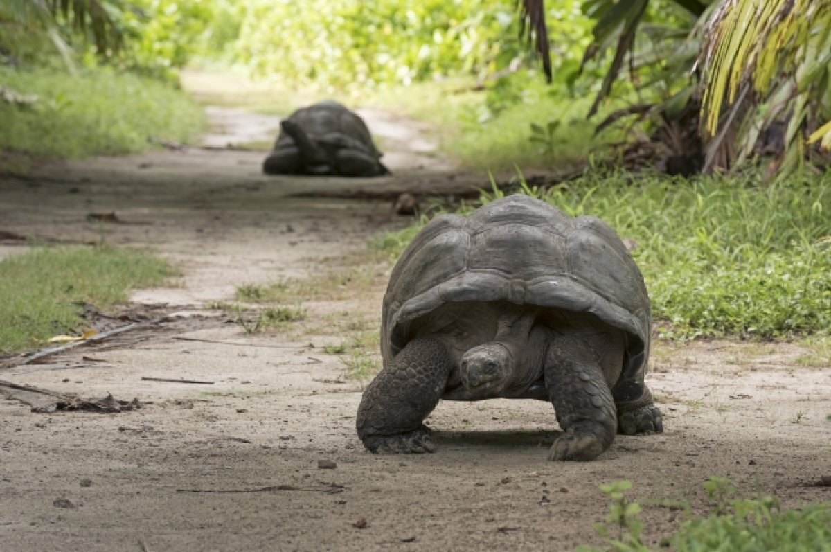    Самому старому животному на планете исполнился 191 год
