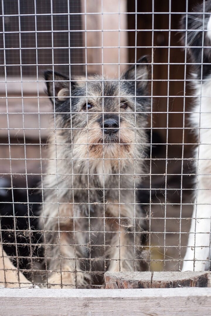 Собаки из "Ананды" в Бурятии, которые ищут дом.