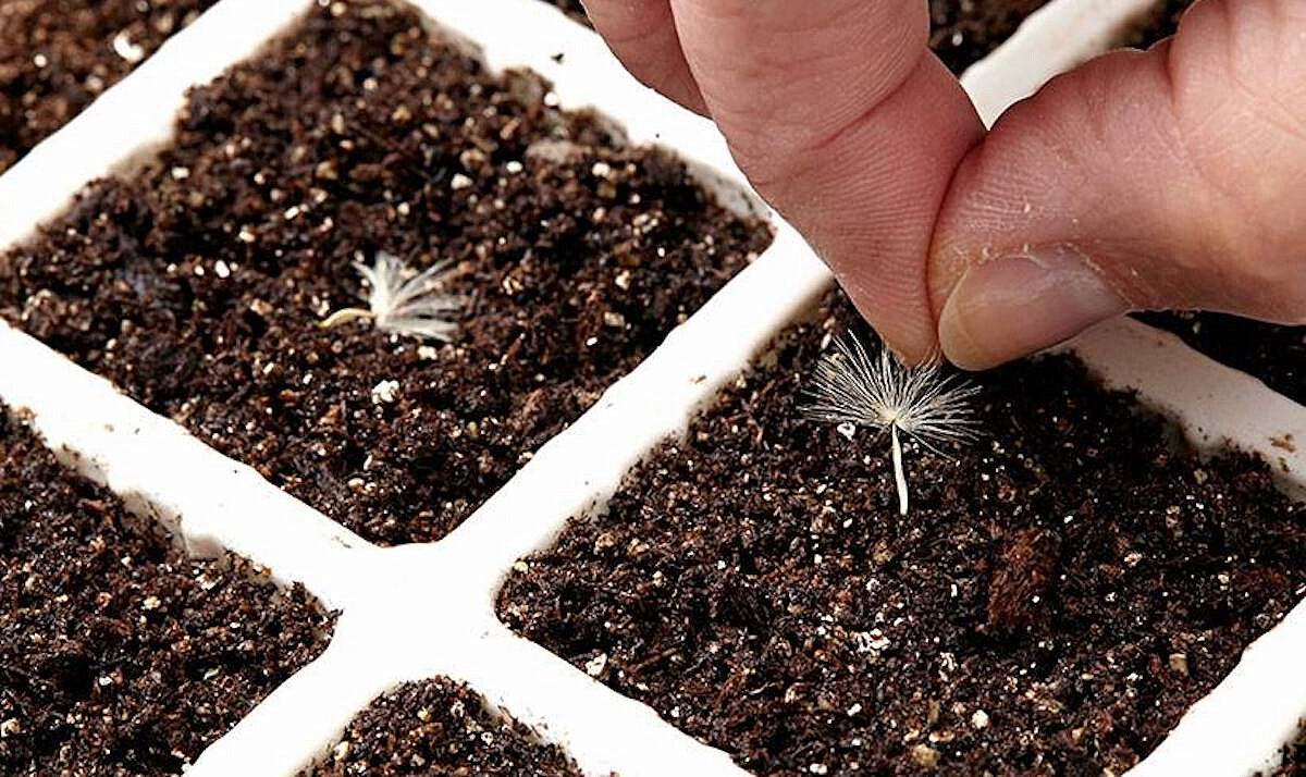 Как вырастить герберу из семян