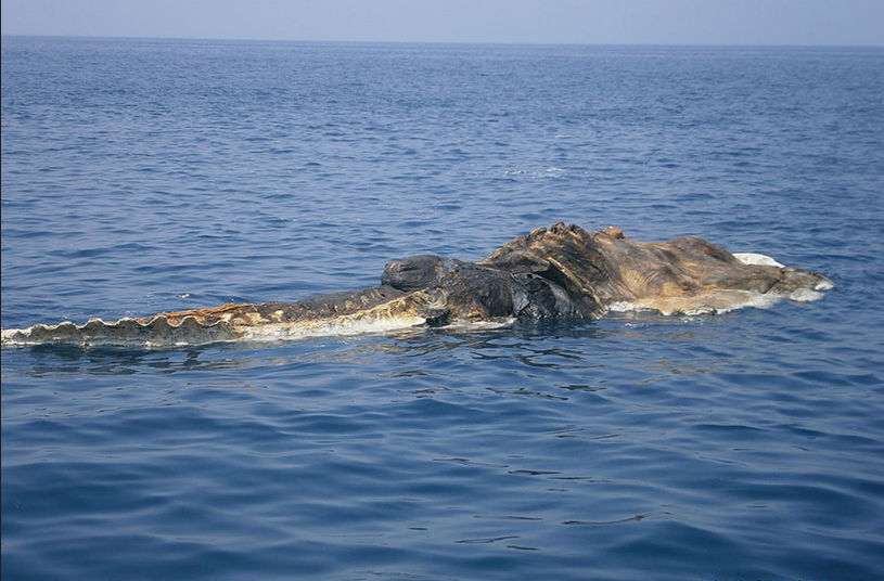 Фото из открытых источников интернета