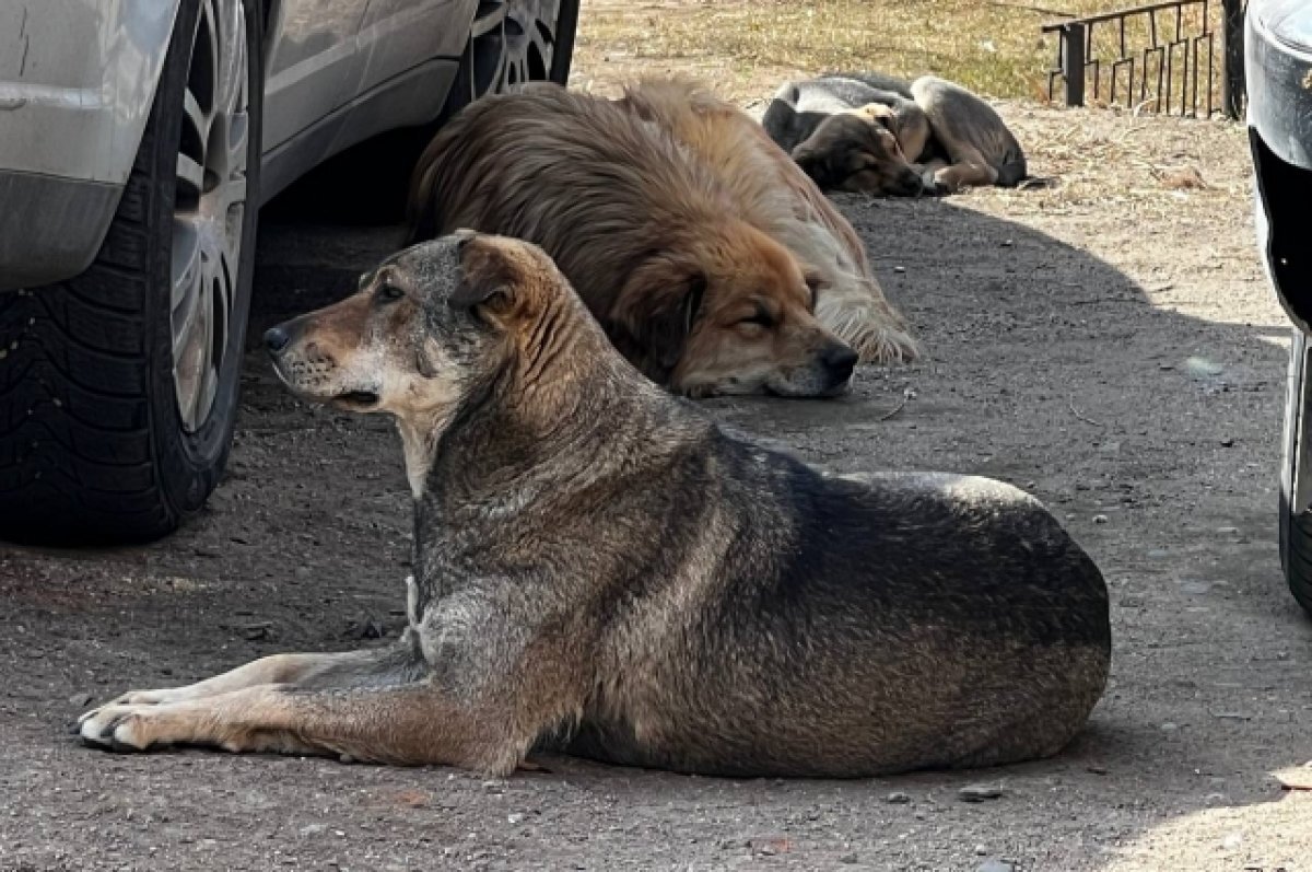    Стая собак напала на восьмилетнего ребенка в Кузбассе