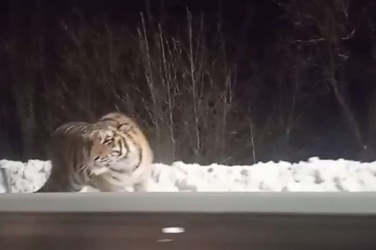    Тигр пришел в Лермонтовку 29 ноября.