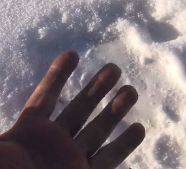    Следы зверя из Лермонтовки. Фото: личный архив/ жительница села Лермонтовка Ирина