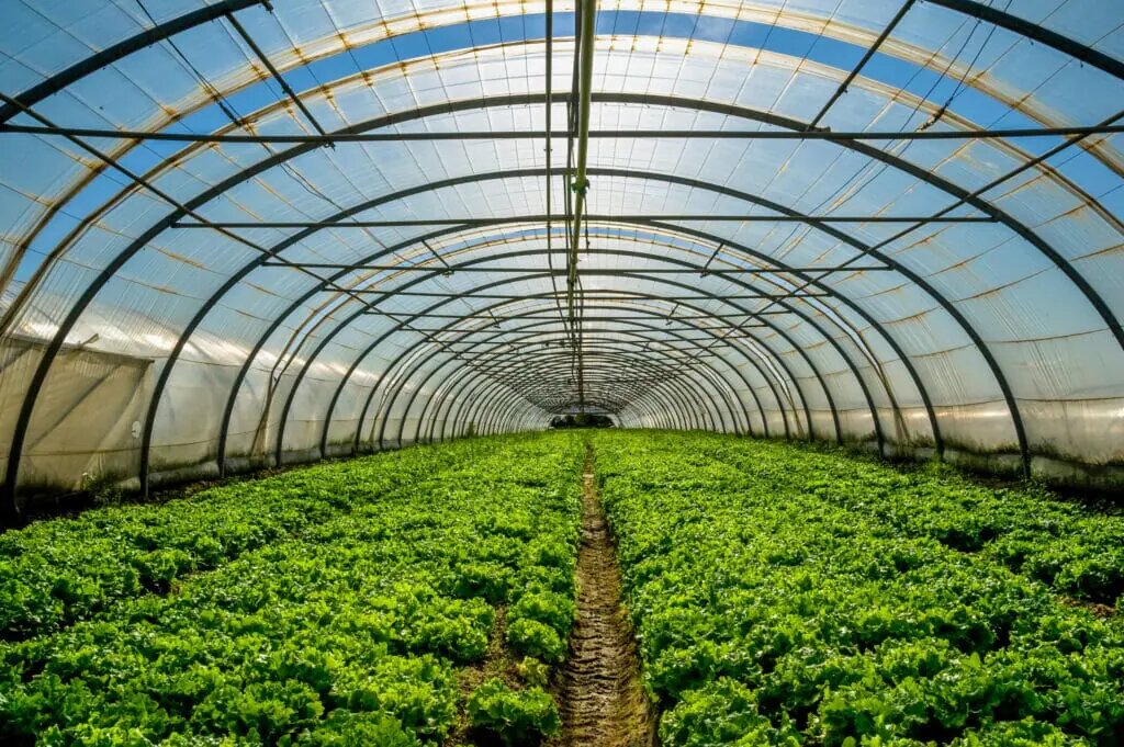 Young plants growing in a very large plant nursery in the france