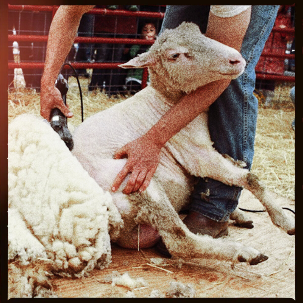 Время проведения стрижки овец / Энциклопедия / FoodbayBlog