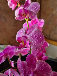 Моя орхидея.Сам Вырастил.
Помните Ниро Вульфа? Ну, кто в
 курсе - тому респект,интеллектуалы))БАФФ-трек