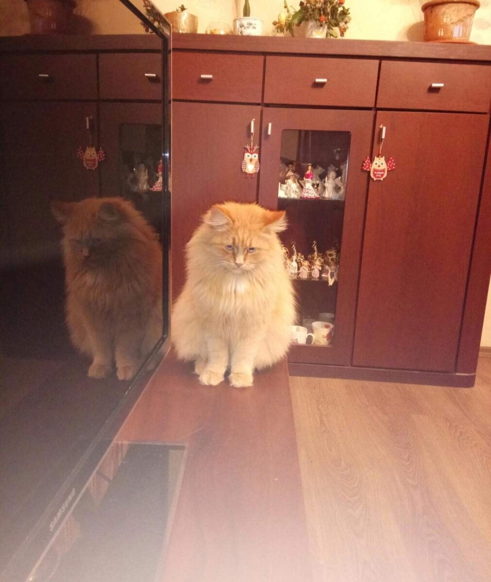 Люся помогает