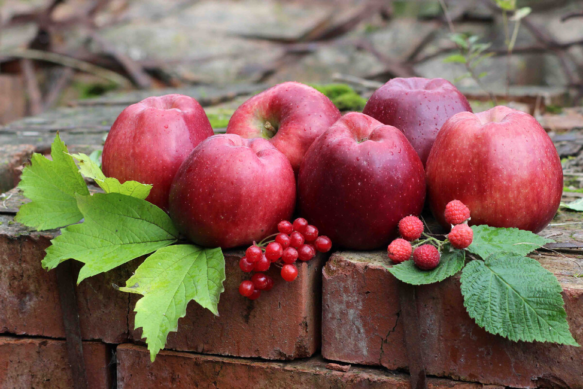 Яблоки сорта Старкримсон, гроздь калины красной и веточка малины Кумберленд.