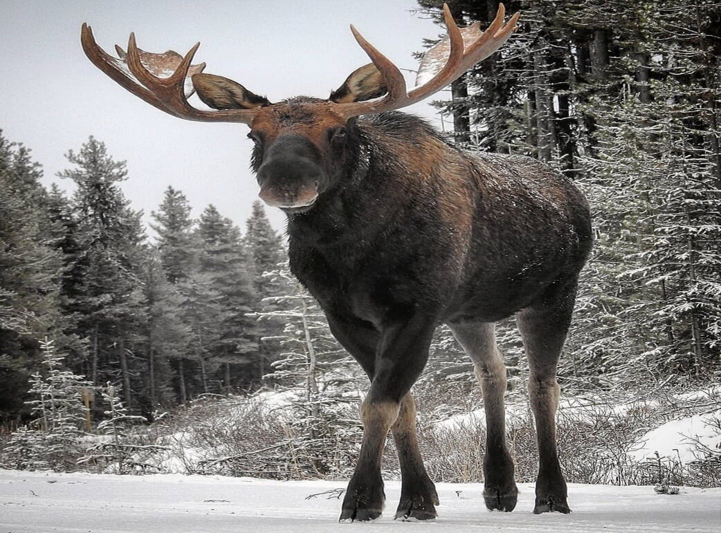 Фото: Яндекс картинки