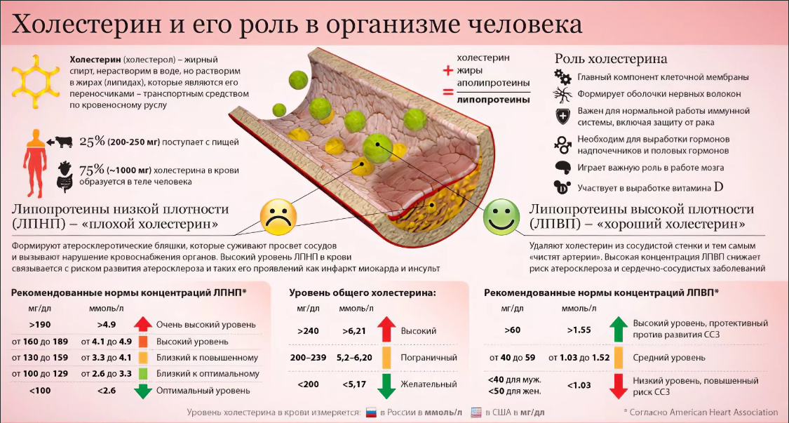 Какой холестерин должен быть у взрослого человека. Какой холестерин должен быть у взрослого человека