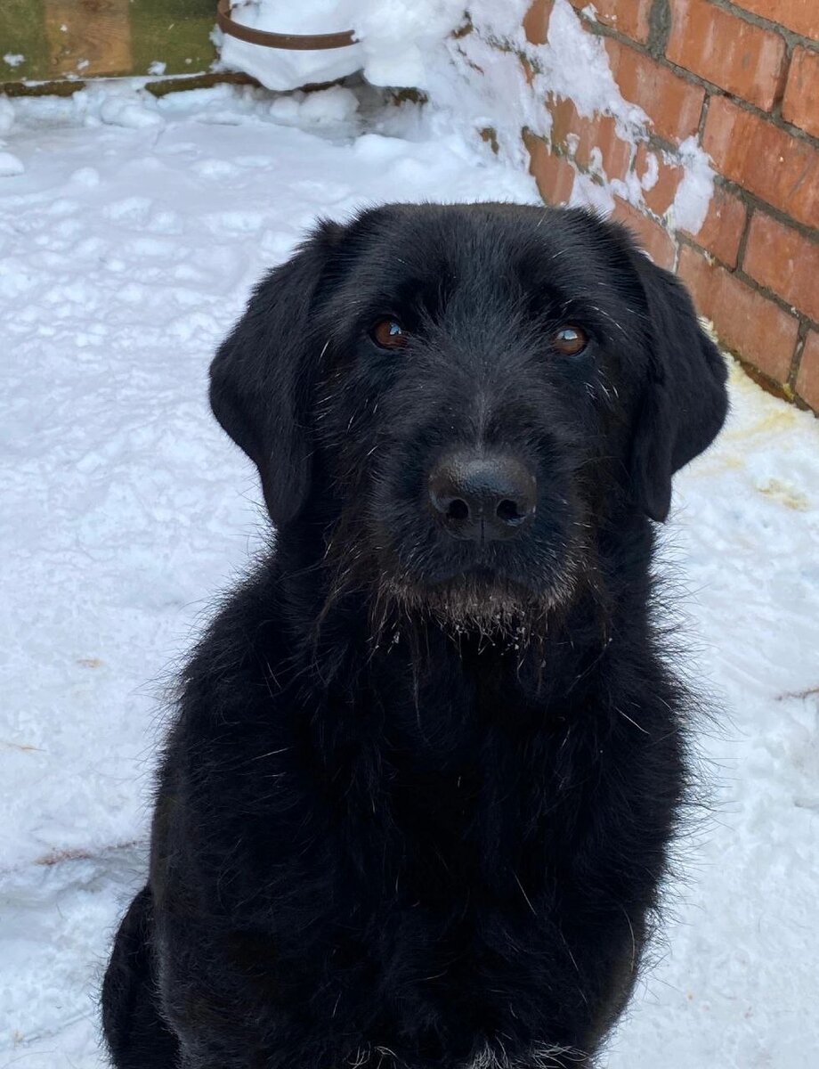 Патрик🐕‍🦺: История НЕ новогоднего чуда, а предательства😣 Из теплого дома  его семья отдала зимой в приют😔 Найдем ему дом🙏❓ | Кошкам - дом!| О  животных приюта ТиНАО и не только | Дзен