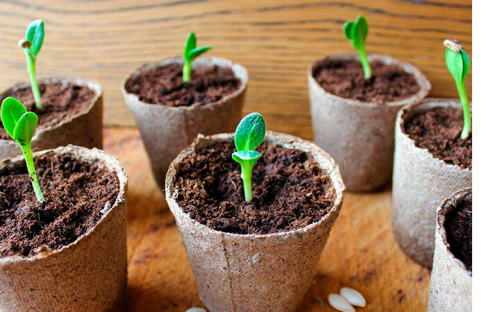 Добавьте описание