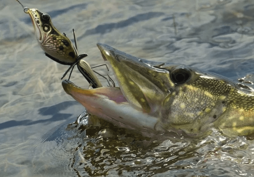 Фото с сайта: https://gruzarf.ru/wp-content