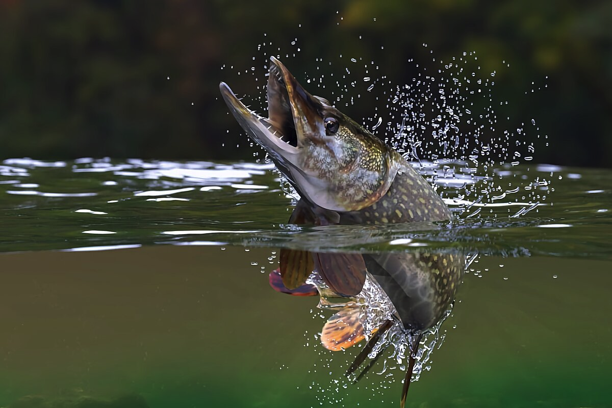 Фото с сайта: https://avatars.dzeninfra.ru