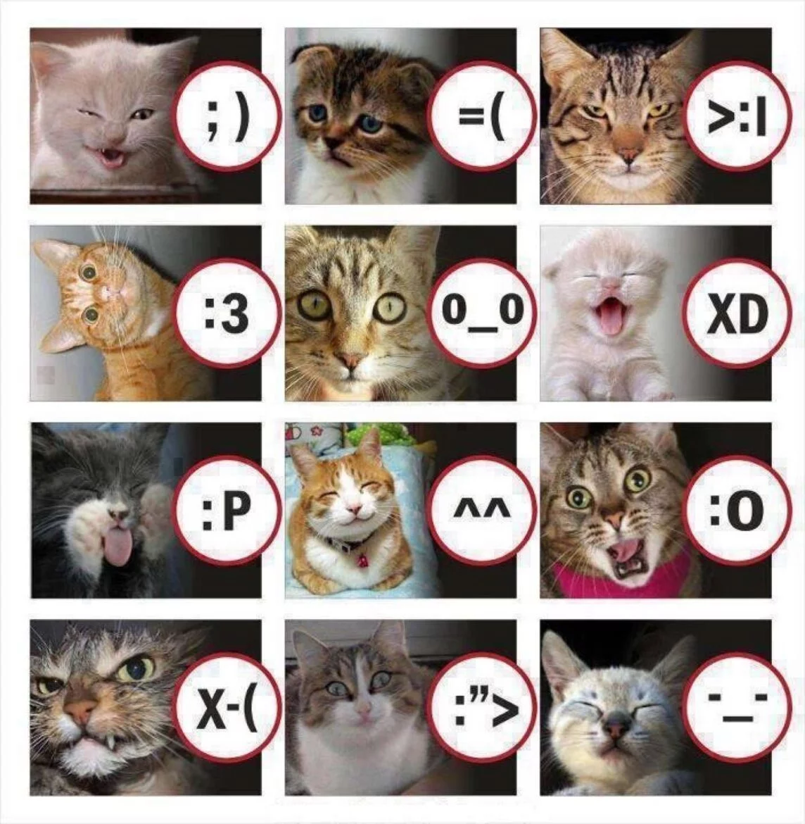 Кошачьи метки
