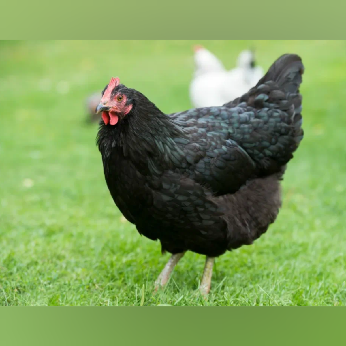 Московская черная (полностью черный окрас)