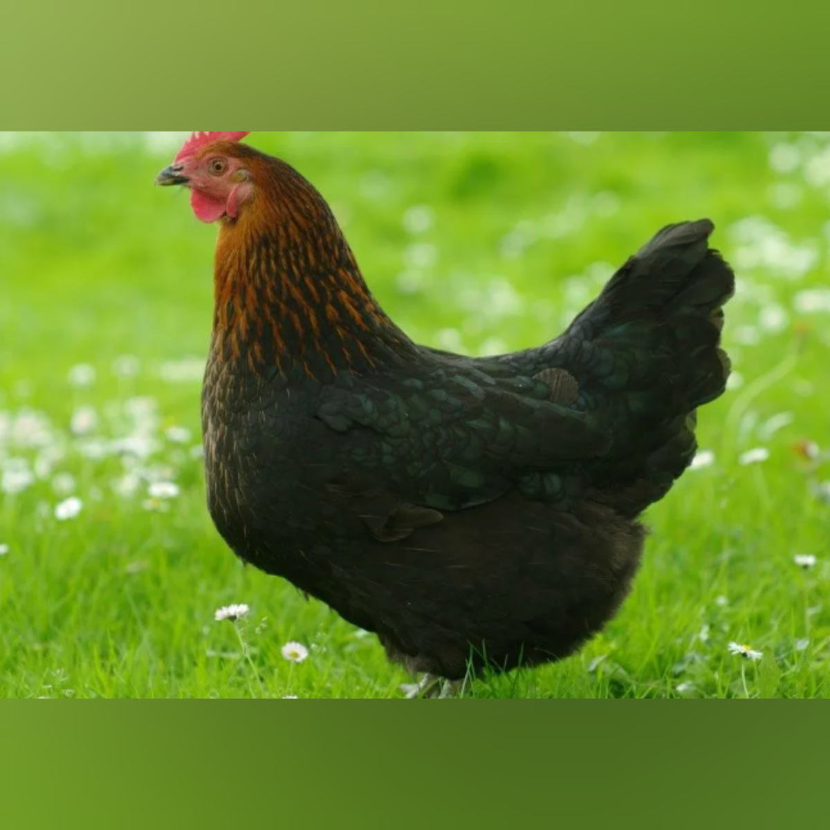 Московская чёрная порода кур | Птички дзержинск | Дзен